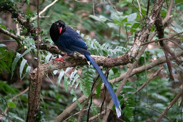 Beautiful Taiwan blue magpie (Urocissa caerulea) in the rainforests of Shifen, Pingxi, Taiwan
