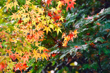 京都　大原　実光院　美しい秋の庭と紅葉（日本京都府京都市）
Beautiful autumn garden and autumn leaves at Jikkoin Temple（Jikko-in Temple）, Ohara（Ōhara）, Kyoto (Kyoto City, Kyoto Prefecture, Japan)

