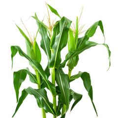 Isolated Corn Stalk with Green Leaves and Silky Tassels Without Background