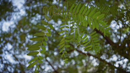Close-up of vibrant green acacia leaves against a softly blurred bokeh background, representing nature in murcia, spain.