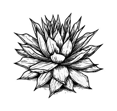 recommend clip art: agave engraving black and white outline
