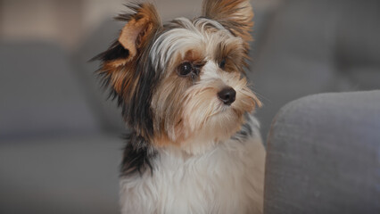 Close-up of a biewer terrier puppy indoors, looking curious with a grey sofa in the background, perfect for pet-themed designs.