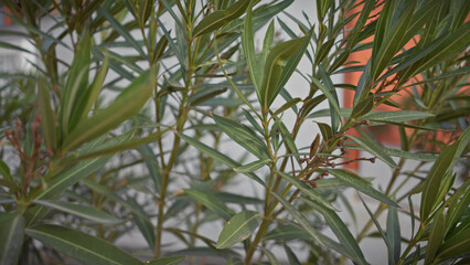 Close-up of an oleander plant in murcia, spain, showcasing its narrow leaves and budding flowers.
