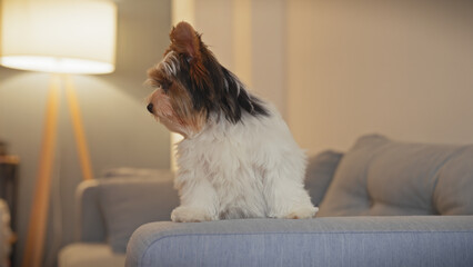 A biewer terrier puppy sitting on a couch indoors, displaying affectionate curiosity in a cozy home setting.