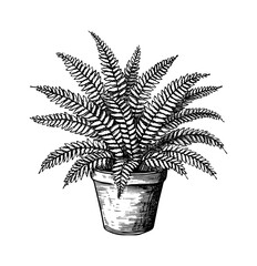 fern plant pot engraving black and white outline