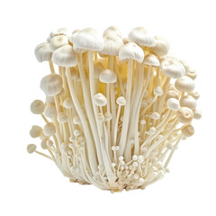 Isolated Enoki Mushrooms with White Caps and Long Stems without Background.