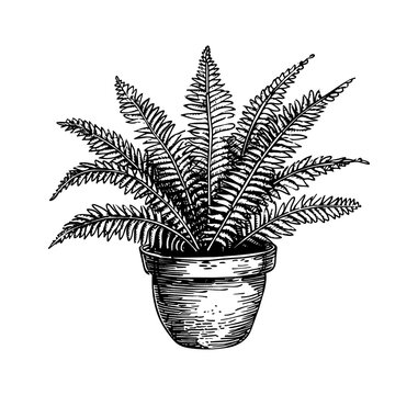 potted fern plant black and white clip art preview
