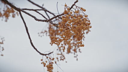 Close-up of the golden fruit clusters of melia azedarach, the chinaberry tree, against a blurred sky in murcia, spain