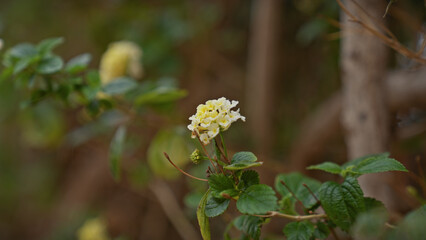 Close-up of lantana camara flowers, an invasive species in murcia, spain, showcasing its green leaves and tiny yellow blooms in a natural setting.