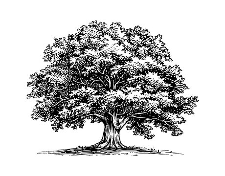 oak tree engraving black and white outline