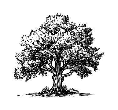 recommend clip art: oak tree engraving black and white outline