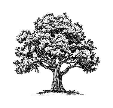 recommend clip art: oak tree engraving black and white outline