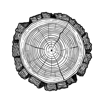 recommend clip art: cross section tree wood engraving black and white outline