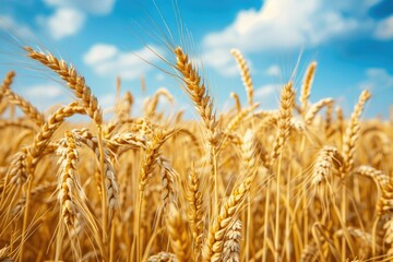 Fototapeta premium A field of golden wheat with a clear blue sky in the background
