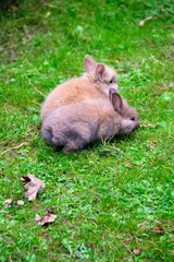 Rabbit on the grass. Animals in the wild. It can be used as a background, for articles about animals, for printing. Beautiful brown fluffy rabbit on the field with green grass. High quality photo