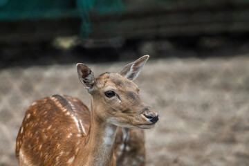 white deer