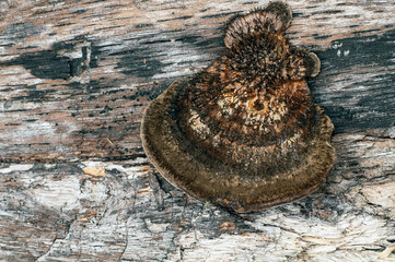 A dried-up bristly polypore bracket mushroom on a white, weathered dead tree trunk in Florida. Also known as Hexagonia hydnoides. Interesting brown tone color patterns and bristly texture.
