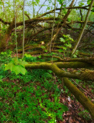 Fototapeta premium Forest, landscape and wild flora in wilderness, woods and Scotland countryside with nature, harmony or peace. Holiday, trip and travel with ecosystem as wallpaper, background or texture for adventure
