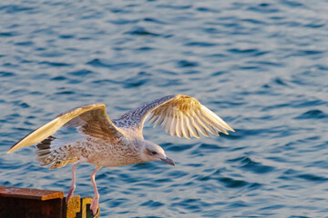 A seagull is flying over the water
