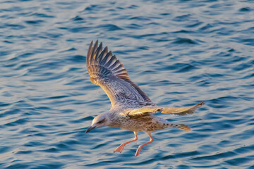 A seagull is flying over the water
