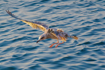 A seagull is flying over the water