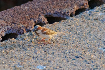 A small brown and white bird is perched on a ledge