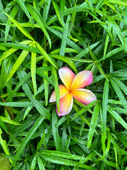 Colourful flower © Wiktoria