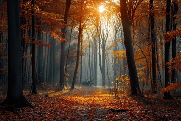 Fototapeta premium Tranquil autumnal forest with vibrant fall colors and sunlight at sunrise