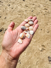 Hand with pile of seashells. Summer vacation concept. High quality photo