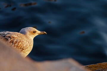 A seagull is standing on a wooden railing by the water