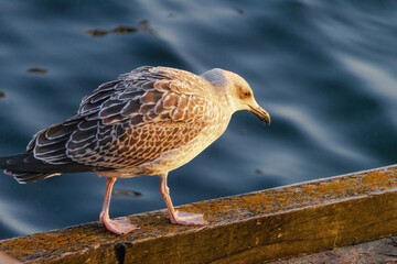 A seagull is standing on a wooden railing by the water