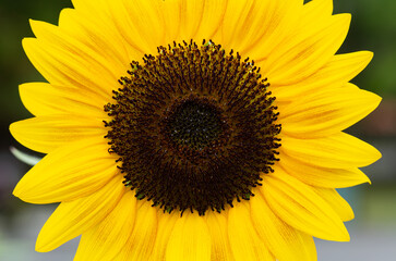 Fototapeta premium Macro image of a yellow sunflower with clear details of the stamens in the center of the flower.
