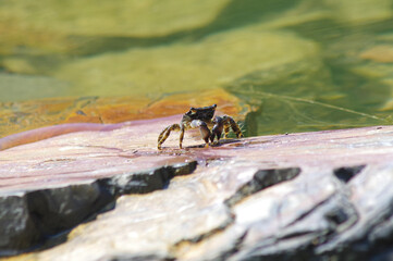 Crab on the stone above the water