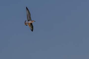 A seagull is flying over the water
