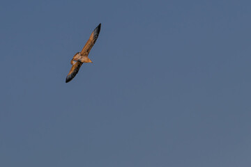 A seagull is flying over the water