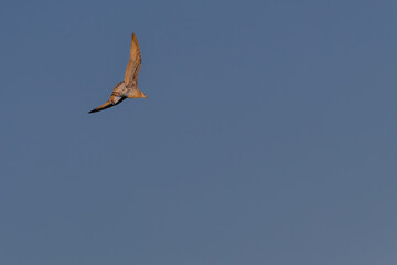 A seagull is flying over the water