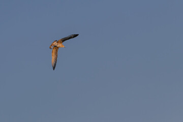 A seagull is flying over the water