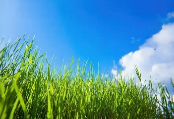 Obraz premium Vibrant Green Fields Under a Blue Sky with White Clouds