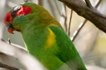 the musk lorikeet is mainly green with red on its face and beak