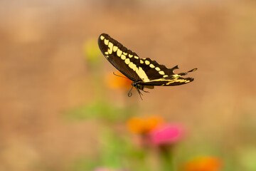 Giant Swallowtail Butterfly flying over a garden