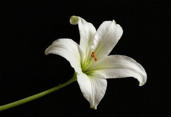 Fototapeta premium White Lily with Orange Anthers