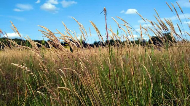 Beautiful landscape of Timothy grass Phleum pratense hay growing on a sunny Summer fall meadow