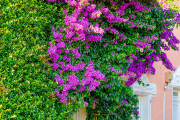 A wall covered in green leaves and purple flowers