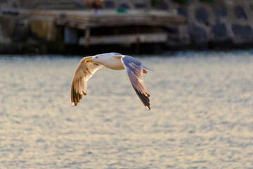 A seagull is flying over the water