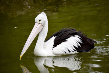 Australian pelicans are one of the largest flying birds. They have a white body and head and black wings. They have a large pink bill.