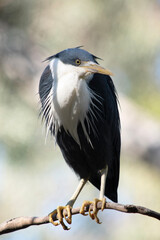 The heron is long-legged, long-necked, freshwater and coastal bird