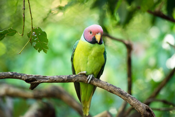 Obraz premium The plum-headed parakeet is a mainly green parrot. The male has a red head