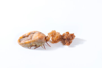 An oviparous tick. A tick lays eggs on the white background