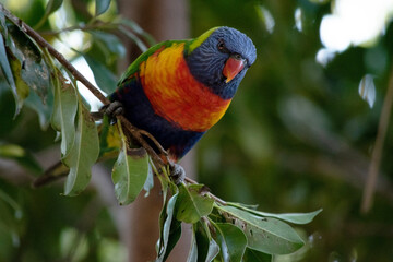 The rainbow lorikeet has a bright yellow-orange/red breast, a mostly violet-blue throat and a yellow-green collar.