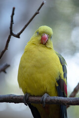 The female regent parrot is all light green. It has yellow shoulder patches and a narrow red band crosses the centre of the wings